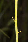 Tall pinebarren milkwort